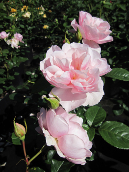 Englische Rose Heritage2